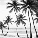 Simple black and white line art of a beach scene with a palm tree, featuring clean outlines and blank fill areas for coloring.