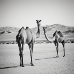Line art of a camel in the desert with simple outlines, perfect for coloring books, featuring a white background and uncolored fill areas.