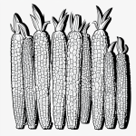 A corn cob cartoon with simple black and white line art, featuring clean outlines and uncolored fill areas, perfect for coloring books on a white background.