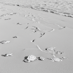 Simple black and white vector line art of a turtle walking along a beach, featuring bold, clean outlines and a flat white background, designed for children's coloring.