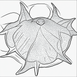 A simple black and white line art drawing of a stingray cartoon, featuring clean outlines and blank fill areas, ideal for coloring book enthusiasts.