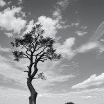 Black and white line art of a tree with clouds and sun, featuring clean outlines and blank fill areas, ideal for coloring book enthusiasts.