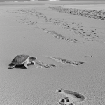 Black and white line art of a turtle walking on a beach, featuring simple outlines and blank fill areas, perfect for a coloring book.