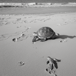 A black and white line art depiction of a turtle walking on a beach, featuring clean outlines and blank fill areas, ideal for coloring book enthusiasts.